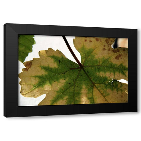 Nature Shapes 1 Black Modern Wood Framed Art Print with Double Matting by Rauscher, Michel