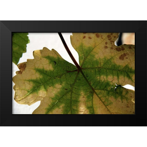 Nature Shapes 1 Black Modern Wood Framed Art Print by Rauscher, Michel