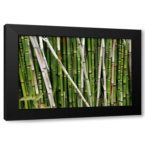 Nature Shapes 2 Black Modern Wood Framed Art Print by Rauscher, Michel