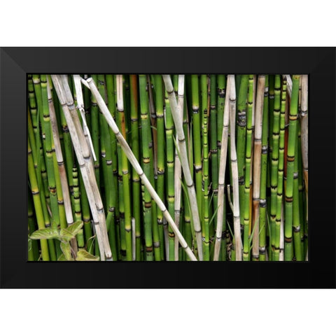 Nature Shapes 2 Black Modern Wood Framed Art Print by Rauscher, Michel