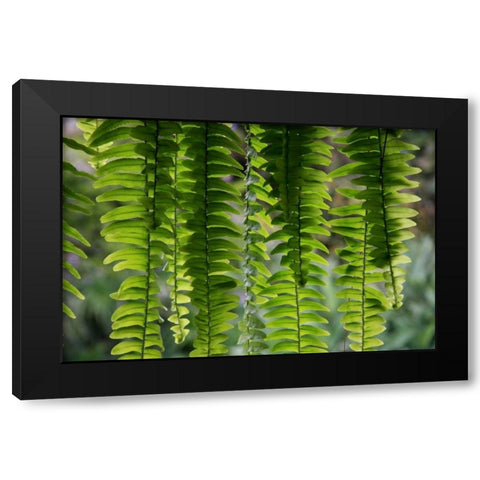 Nature Shapes 3 Black Modern Wood Framed Art Print by Rauscher, Michel