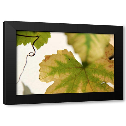 Nature Shapes 4 Black Modern Wood Framed Art Print by Rauscher, Michel