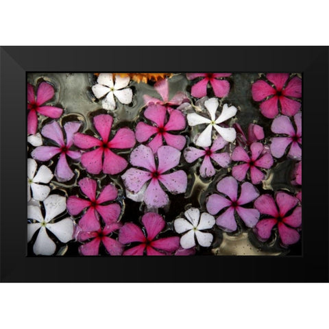 Floral Pond 1 Black Modern Wood Framed Art Print by Rauscher, Michel