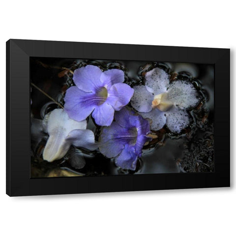 Floral Pond 2 Black Modern Wood Framed Art Print by Rauscher, Michel