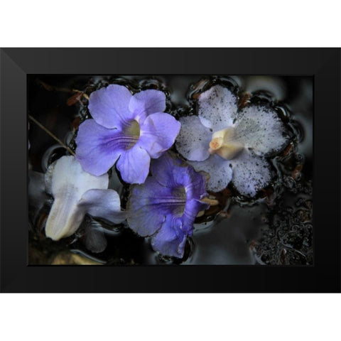 Floral Pond 2 Black Modern Wood Framed Art Print by Rauscher, Michel