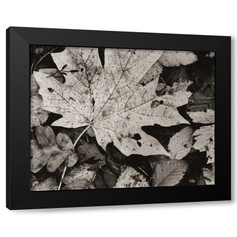 Forest Detail Black Modern Wood Framed Art Print by Aniballi, Brett