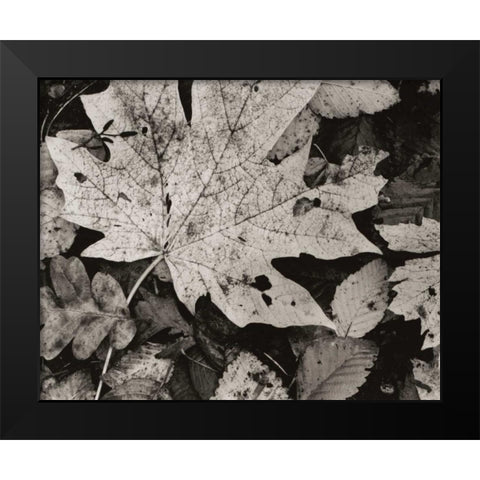 Forest Detail Black Modern Wood Framed Art Print by Aniballi, Brett