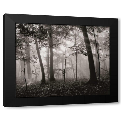 Sun Filters Black Modern Wood Framed Art Print by Aniballi, Brett