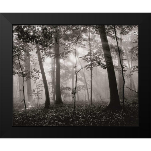 Sun Filters Black Modern Wood Framed Art Print by Aniballi, Brett