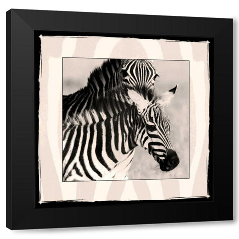 Zebra Enchantment 1 Black Modern Wood Framed Art Print with Double Matting by Parker Nature Photography, Frank and Susann
