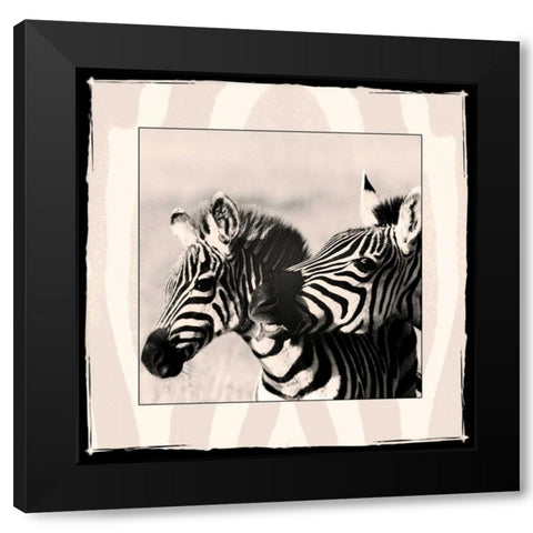 Zebra Enchantment 2 Black Modern Wood Framed Art Print by Parker Nature Photography, Frank and Susann