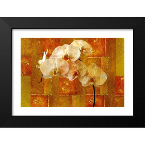 Sheer White Orchid Black Modern Wood Framed Art Print by Robertson, Walter