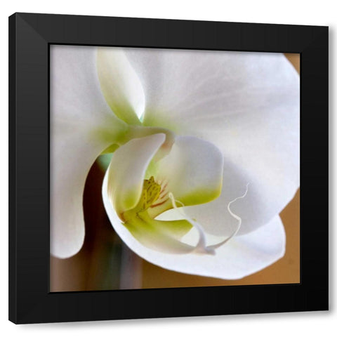 Ivory Orchid Black Modern Wood Framed Art Print by Amber Light Gallery