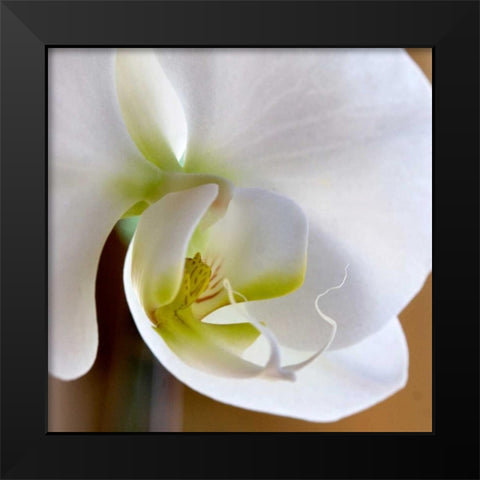 Ivory Orchid Black Modern Wood Framed Art Print by Amber Light Gallery