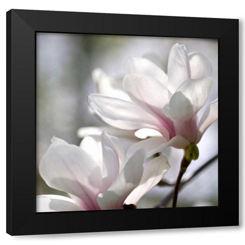 Ivory Magnolia Black Modern Wood Framed Art Print by Amber Light Gallery