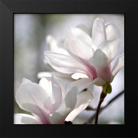 Ivory Magnolia Black Modern Wood Framed Art Print by Amber Light Gallery