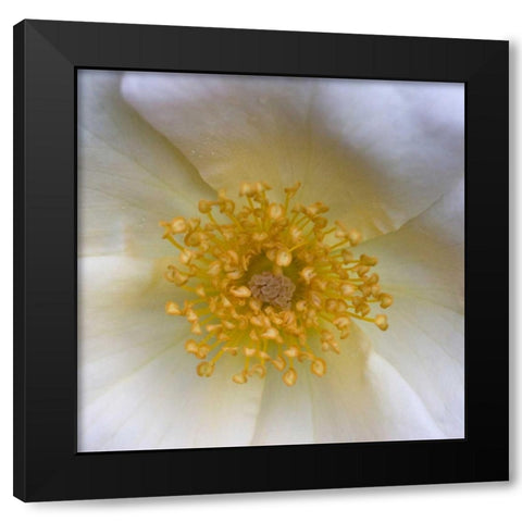 Cosmos Center Black Modern Wood Framed Art Print by Amber Light Gallery