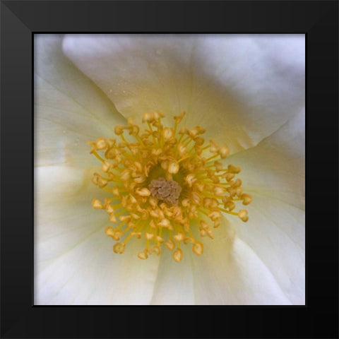 Cosmos Center Black Modern Wood Framed Art Print by Amber Light Gallery