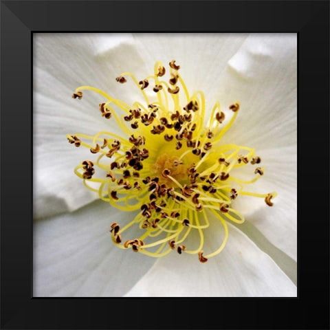 Rose Center Black Modern Wood Framed Art Print by Amber Light Gallery
