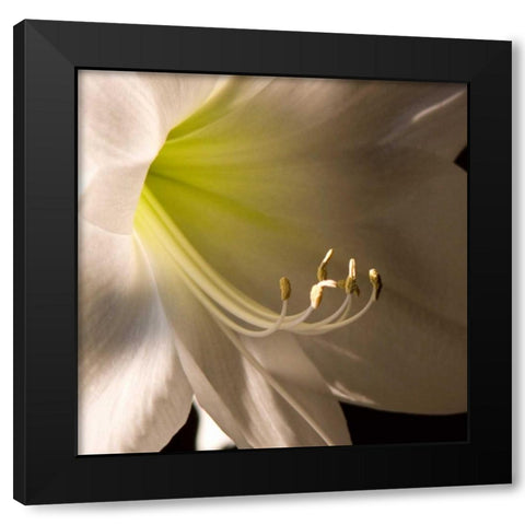 Ivory Amarylis Black Modern Wood Framed Art Print by Amber Light Gallery