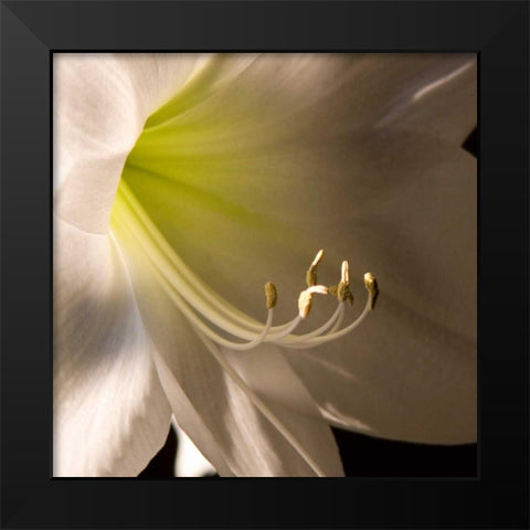 Ivory Amarylis Black Modern Wood Framed Art Print by Amber Light Gallery