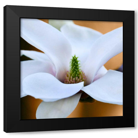 Open Magnolia Black Modern Wood Framed Art Print with Double Matting by Amber Light Gallery