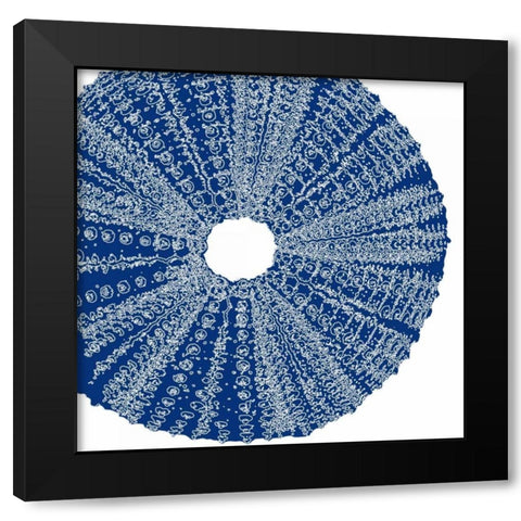 Sepia Shell Life 2 Black Modern Wood Framed Art Print with Double Matting by Amber Light Gallery