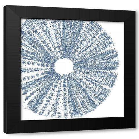 Sepia Shell Life 2 Black Modern Wood Framed Art Print with Double Matting by Amber Light Gallery