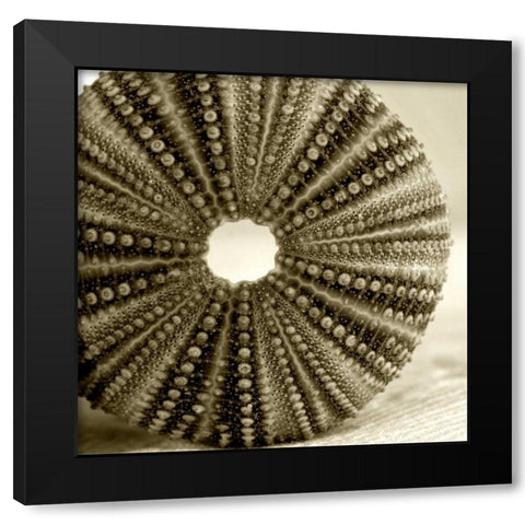 Sepia Shell Life 2 Black Modern Wood Framed Art Print by Amber Light Gallery