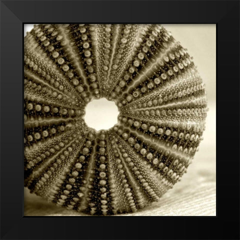 Sepia Shell Life 2 Black Modern Wood Framed Art Print by Amber Light Gallery