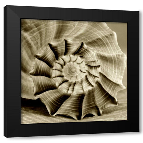 Sepia Shell Life 3 Black Modern Wood Framed Art Print by Amber Light Gallery