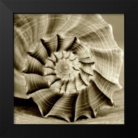 Sepia Shell Life 3 Black Modern Wood Framed Art Print by Amber Light Gallery