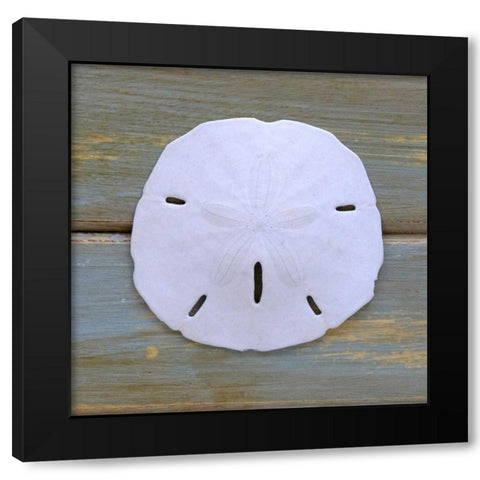 White Sand Dollar  Black Modern Wood Framed Art Print by Amber Light Gallery