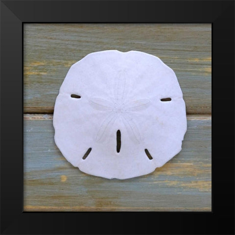 White Sand Dollar  Black Modern Wood Framed Art Print by Amber Light Gallery