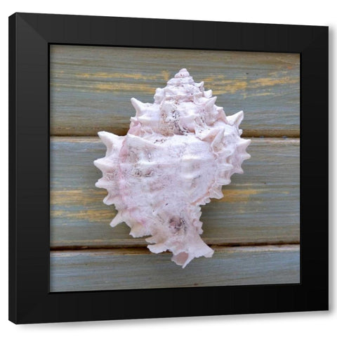 White Conch  Black Modern Wood Framed Art Print by Amber Light Gallery
