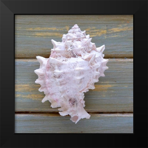 White Conch  Black Modern Wood Framed Art Print by Amber Light Gallery
