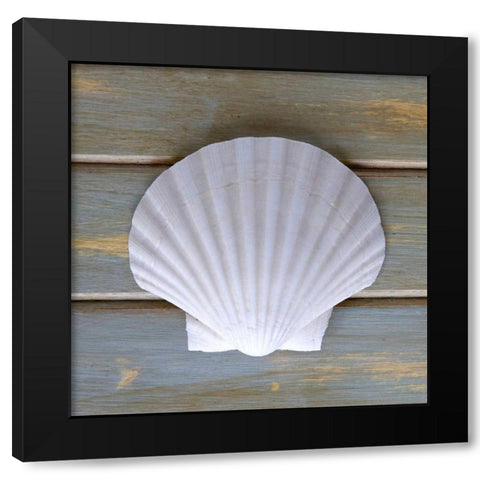 White Scallop  Black Modern Wood Framed Art Print by Amber Light Gallery
