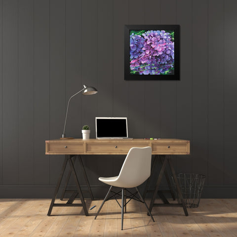 Hydrangea in Motion Black Modern Wood Framed Art Print by Langton, Bruce