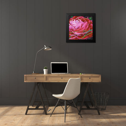 Ranunculus in Motion Black Modern Wood Framed Art Print by Langton, Bruce