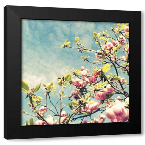 Pink Blooms Black Modern Wood Framed Art Print with Double Matting by Dvorak, Vicki
