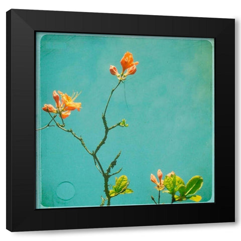 Orange Flowers Black Modern Wood Framed Art Print by Dvorak, Vicki