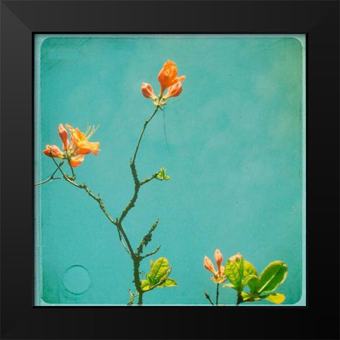 Orange Flowers Black Modern Wood Framed Art Print by Dvorak, Vicki