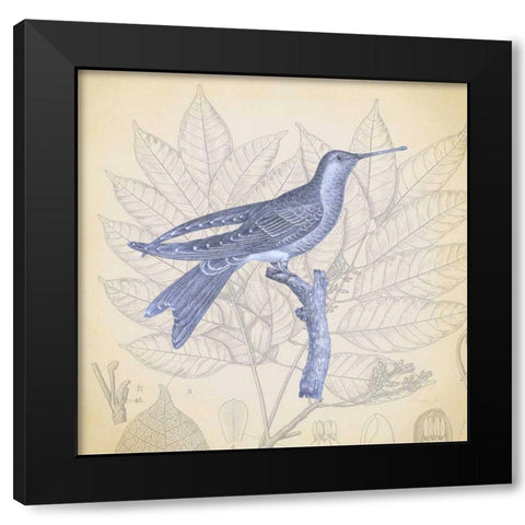 Hummingbird Study 1 Black Modern Wood Framed Art Print with Double Matting by James, Christopher