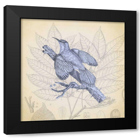 Hummingbird Study 2 Black Modern Wood Framed Art Print with Double Matting by James, Christopher