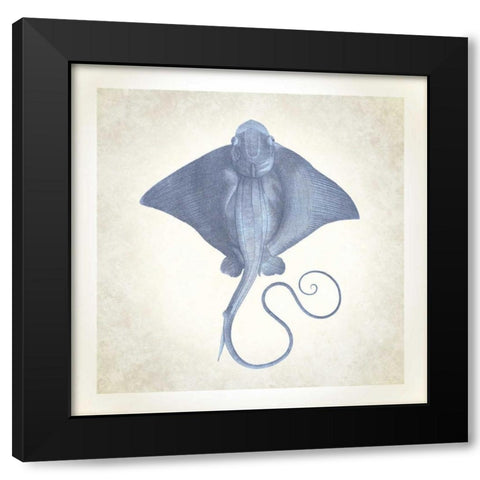Sea Life, Stingray Black Modern Wood Framed Art Print with Double Matting by James, Christopher