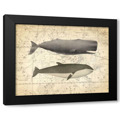 Whale Costellation 1 Black Modern Wood Framed Art Print by James, Christopher