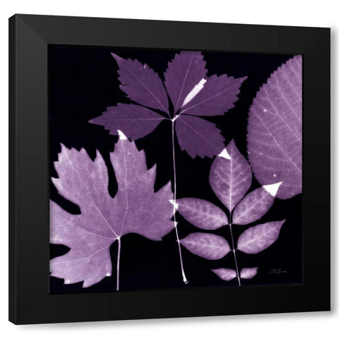 Plum Sunprint Leaves Black Modern Wood Framed Art Print by Zamudio, Dan