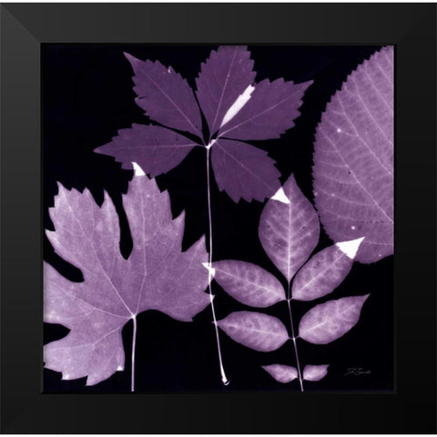 Plum Sunprint Leaves Black Modern Wood Framed Art Print by Zamudio, Dan