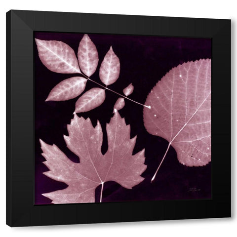 Cabernet Sunprint Leaves Black Modern Wood Framed Art Print by Zamudio, Dan
