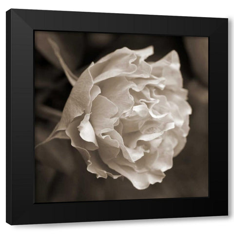 Rose Profile Black Modern Wood Framed Art Print by Semenza, Marlana